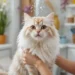 Cat Washing Near Me in India: Ultimate Guide to Purrfect Pet Grooming Services