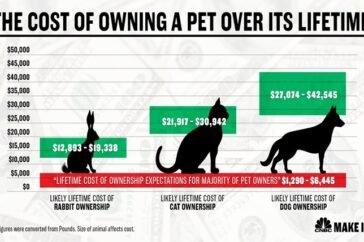 how much is pet insurance