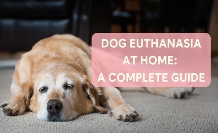 no cost pet euthanasia near me