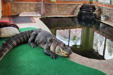 pet alligator seized