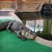 pet alligator seized