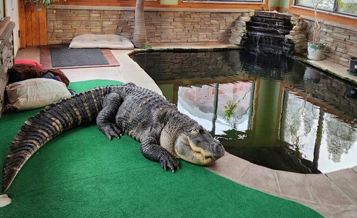 pet alligator seized