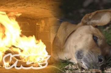 pet cremation