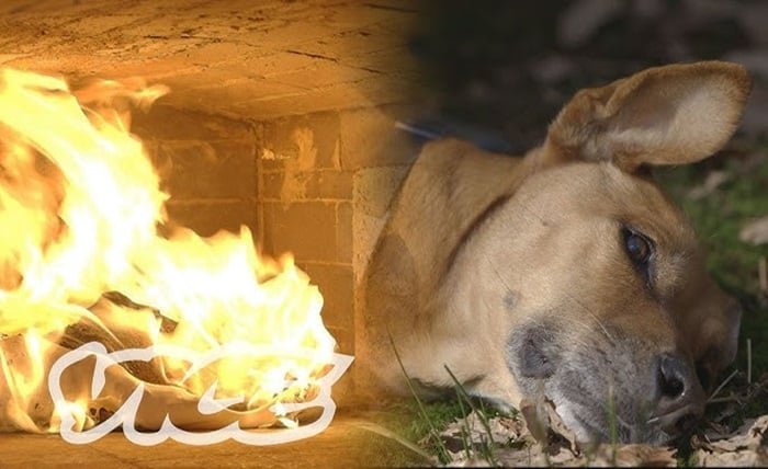 pet cremation