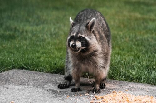 pet raccoon