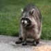 pet raccoon