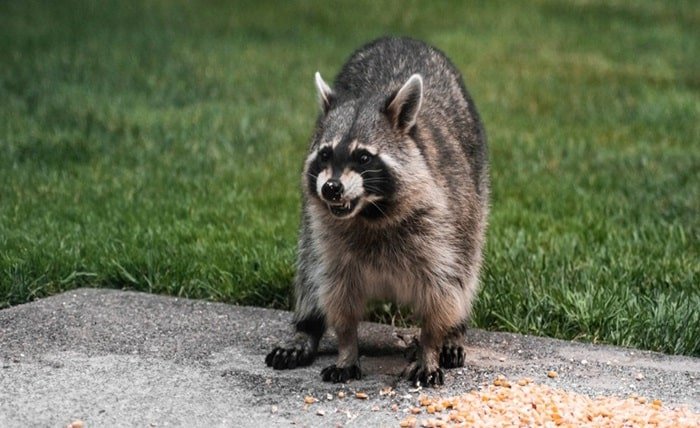 pet raccoon