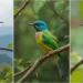 Small Birds in Kerala: Discover India's Hidden Avian Treasures